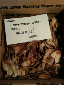 A boxful of samaras, or maple seeds.
